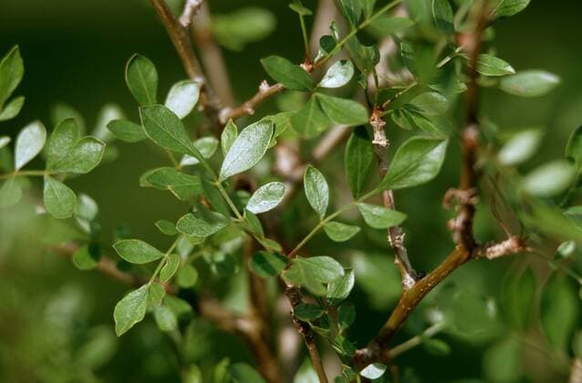 IMAGO Nature: Unsere Erde: Pflanzenwelt: Bedrohte Arten Myrrhestrauch, Myrrhe-Baum (Commiphora abyssinica), Blaetter balsam of gilead (Commiphora abyssinica), leaves BLW050965