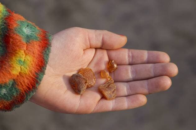 Kinderhand mit im Spuelsaum der Nordsee gefundenem Bernstein a child s hand with amber found at the North Sea coast BLWS247522