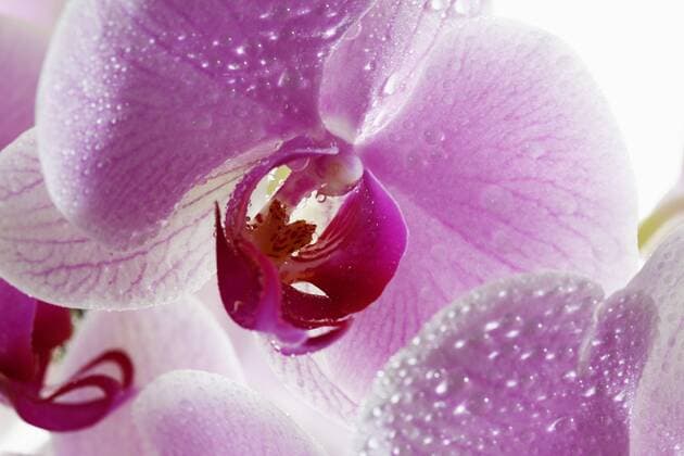 Pink Orchideen (Orchidaceae) mit Tautropfen ibxkim02428578