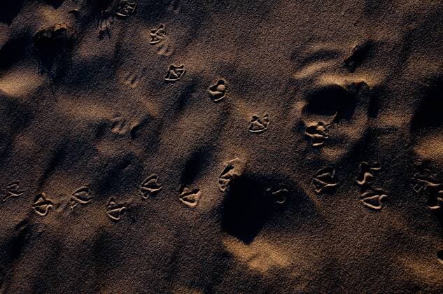 Spuren von Möwen im Sand