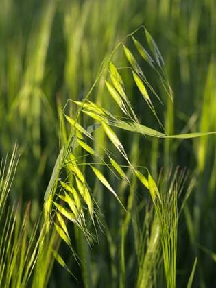 IMAGO Nature: Unsere Erde, Klimawandel, Ernährung, Pflanzen der Zukunft, Hafer Saat-Hafer, Hafer (Avena sativa), Bluetenstand cultivated oat, common oat (Avena sativa), inflorescence BLWS053725