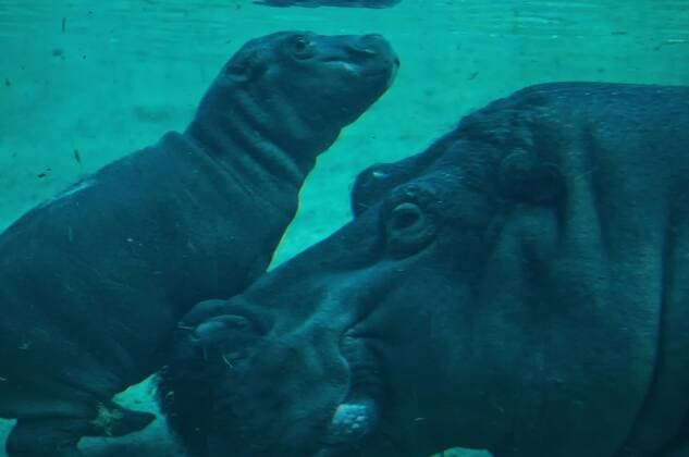 Die 1975 geborene Flusspferdkuh Kathi (Hippopotamus amphibius) brachte am 23.11.2012 im Berliner Zoo ihr viertes Jungtier zur Welt. Ab heute können auch die Zoobesucher das kleine Flusspferd in der großen Anlage beobachten. Bei dem diesjährigen Flusspferdkalb handelt es sich nach längerer Zeit wieder einmal um ein Männchen. Die in Afrika lebenden Flusspferde wurden 2006 in die Rote Liste der bedrohten Tierarten der Erde aufgenommen. Der Berliner Zoo gehört mit seiner langen Haltungsgeschichte heute zu den wenigen Einrichtungen, in denen die amphibischen Riesensäuger regelmäßig noch für Nachwuchs sorgen. Nachwuchs bei Flusspferden