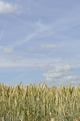Weizenfeld (Triticum), Schweden, Europa ibxvis02392571