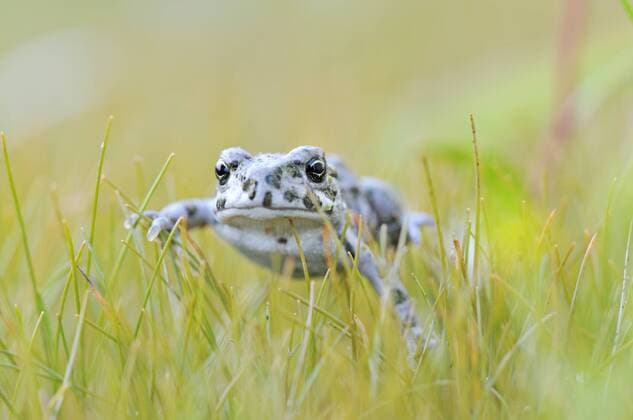  Juvenile Wechselkröte (Bufo viridis-Komplex) in einer Kiesgrube bei Leipzig, Sachsen, Deutschland, Europa iblkkp02393983
