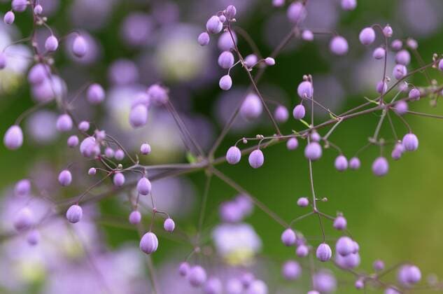 China-Wiesenraute, Chinawiesenraute, Chinesische Wiesenraute (Thalictrum delavayi), Bluetenknospen Chinese meadow rue (Thalictrum delavayi), flower buds BLWS322453