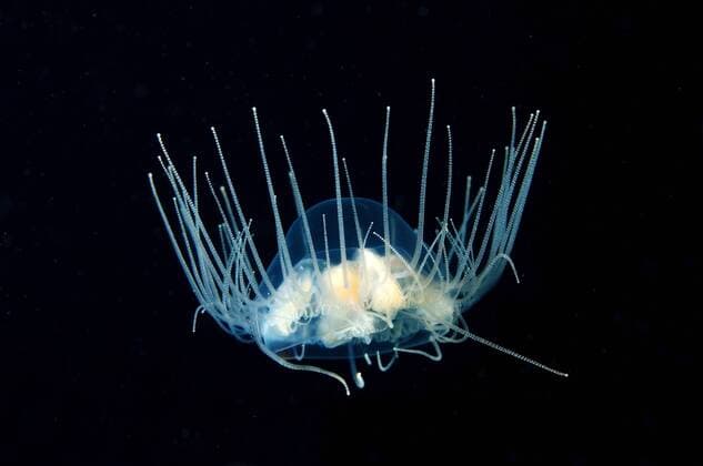 Clinging Jellyfisch, Qualle (Gonionemus vertens), Japanisches Meer, Primorje Region, Russland, Fernost ibxaaa02376143