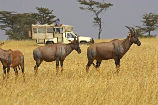 Tourist with Topi, damaliscus korrigum, Group in Savannah, Masai Mara Park in Kenya