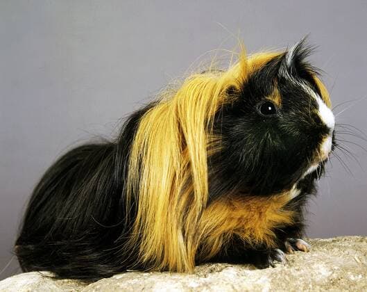 Guinea Pig, cavia porcellus, Adult