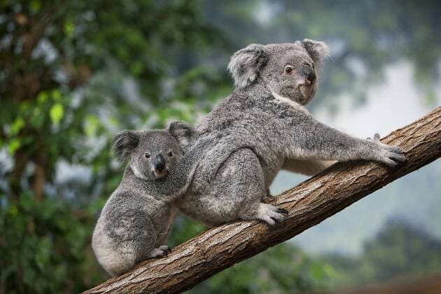 Koala, phascolarctos cinereus, Female carrying Young on its Back