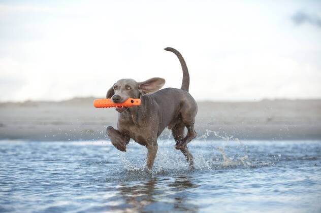  Weimaraner apportiert Spielzeug aus dem Wasser iblapg02428196