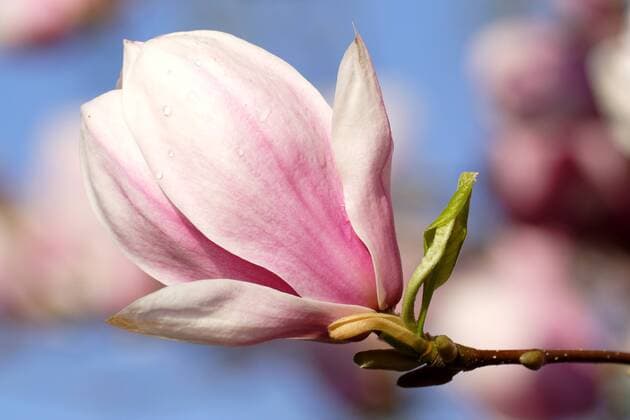 Tulpen-Magnolie, Tulpenmagnolie, Garten-Magnolie, Gartenmagnolie (Magnolia x soulangiana, Magnolia soulangiana, Magnolia x soulangeana, Magnolia soulangeana), Bluete vor blauem Himmel saucer magnolia (Magnolia x soulangiana, Magnolia soulangiana, Magnolia x soulangeana, Magnolia soulangeana), blossom in front of blue sky BLWS072616