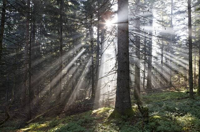 Lichtimpressionen Lichtstrahlen in einem Wald von Douglastannen oder Douglasien (Pseudotsuga menziesii), Parc Naturel Regional Livradois Forez, Regionaler Naturpark Livradois Forez, Puy de Dome, Auvergne, Frankreich, Europa iblchg02394336