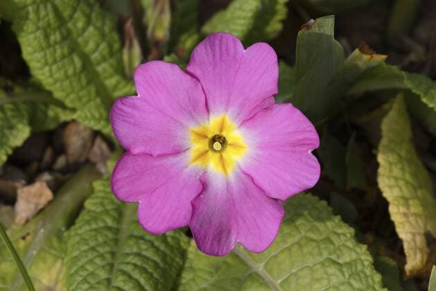 Garten-Primel, Gartenprimel, Stengellose Schluesselblume, Staengellose Schluesselblume, Stengellose Primel, Staengellose Schluesselblume, Schaftlose Schluesselblume (Primula acaulis, Primula vulgaris), rosa Bluete true English primrose (Primula acaulis, Primula vulgaris), pink flower BLWS084940
