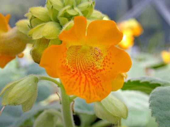 IMAGO Nature: Unsere Erde: Pflanzenwelt: Gepunktete Pflanzen Teufelshorn, Teufelskralle (Ibicella lutea), Bluete yellow unicorn-plant (Ibicella lutea), flower BLWS301188