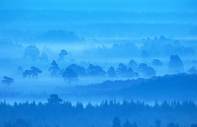 alter Kiefernwald im Morgendunst, Grossbritannien, Schottland, Hochland, Strathspey ancient pine forest, United Kingdom, Scotland, Hochland, Strathspey BLW033428