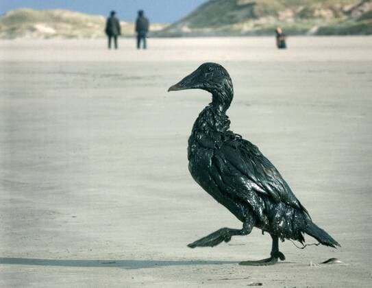 Ein ölverschmierter Vogel läuft am 11. November 1998 an der Nordseeküste der Insel Amrum, Norddeutschland. Hunderte Tiere wurden Opfer des havarierten und ausgebrannten Frachtschiffes Pallas , welches im Sturm vor Amrum gestrandet war.
