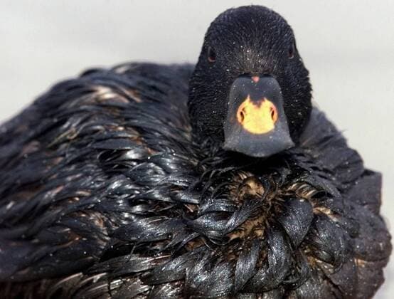 Ein ölverschmierter Vogel ruht am 11. November 1998 an der Nordseeküste der Insel Amrum, Norddeutschland. Hunderte Tiere wurden Opfer des havarierten und ausgebrannten Frachtschiffes Pallas , welches im Sturm vor Amrum gestrandet war.