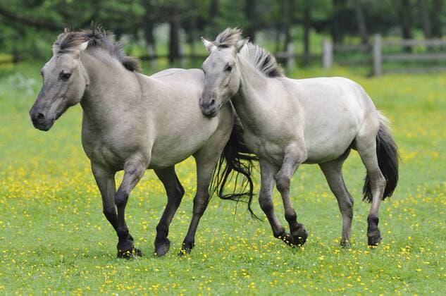 Tarpan, Steppen-Tarpan, Steppentarpan (Equus ferus gmelini, Equus gmelini), Rueckzuechtungsversuch der ausgestorbenen Wildpferdunterart durch Rueckkreuzung mit verschiedenen Pferderassen. Stuten galoppieren ueber eine Weide, Deutschland Tarpan (Equus ferus gmelini, Equus gmelini), back breeding attempt of the extinct wild horse subspecies by crossing different horse breeds. Mares running across a meadow, Germany BLWS314871