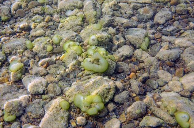 Gruenes Gallertkugeltierchen (Ophrydium versatile), mehrere Kolonien am Seegrund, Deutschland, Bayern, Chiemsee Grren Jelly balls (Ophrydium versatile), colonies on a lake ground, Germany, Bavaria, Lake Chiemsee BLWS317031