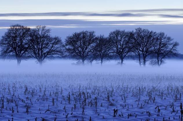 Baumreihe in Feldlandschaft am Winterabend, Deutschland tree row in field landscape in winter evening, Germany BLWS326269