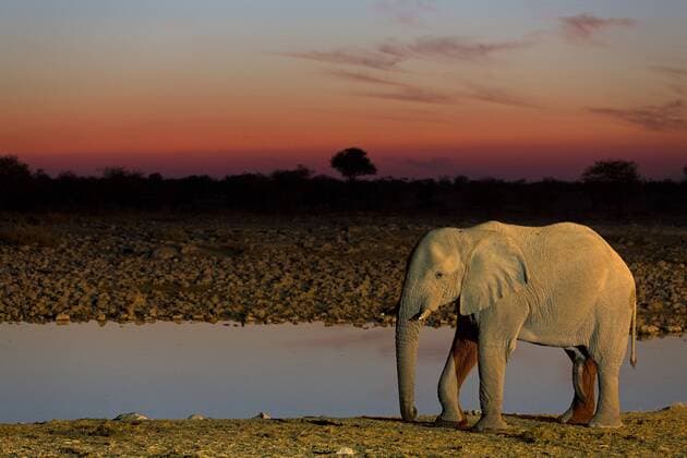 Afrikanischer Elefant (Loxodonta africana), Elefantenbulle steht abends an einer Wasserstelle, Namibia, Etoscha Nationalpark, Okaukuejo Waterhole African elephant (Loxodonta africana), bull elephant standing at a water place in the evening, Namibia, Etosha National Park, Okaukuejo Waterhole BLWS326015