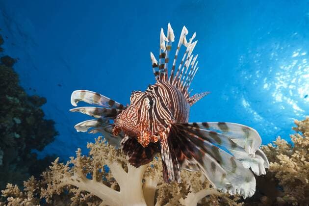 Rotfeuerfisch am Riff, Pterois miles, Elphinstone, Rotes Meer, Ägypten Lionfish over Coral Reef, Pterois miles, Elphinstone, Red Sea, Egypt Rotfeuerfisch am Riff, Ägypten 