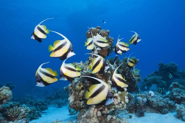 Schwarm Rotmeer-Wimpelfische, Heniochus intermedius, Shaab Claudio, Rotes Meer, Ägypten Shoal of Red Sea Bannerfish, Heniochus intermedius, Shaab Claudio, Red Sea, Egypt Schwarm Rotmeer-Wimpelfische, Ägypten 