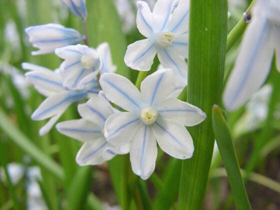 Puschkinie, Puschkinia (Puschkinia scilloides), Bluete Puschkinia scilloides (Puschkinia scilloides), flower BLWS030891