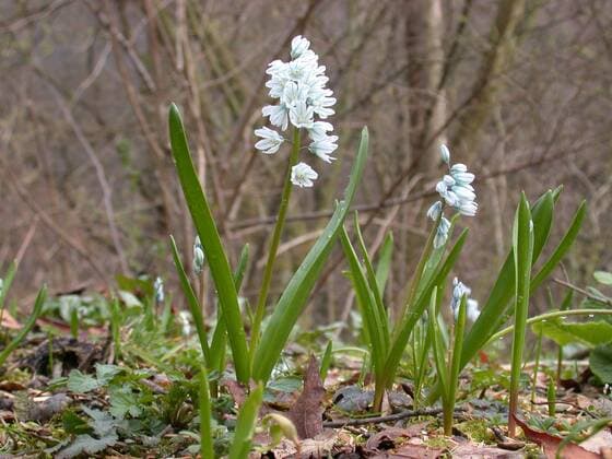 Puschkinie, Puschkinia, Kegelblume (Puschkinia scilloides), bluehend Puschkinia (Puschkinia scilloides), blooming BLWS302002