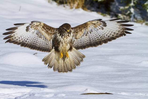 Maeusebussard, Maeuse-Bussard (Buteo buteo), landet im Schnee, Schweiz, Sankt Gallen Eurasian buzzard (Buteo buteo), landing in snow, Switzerland, Sankt Gallen BLWS327305