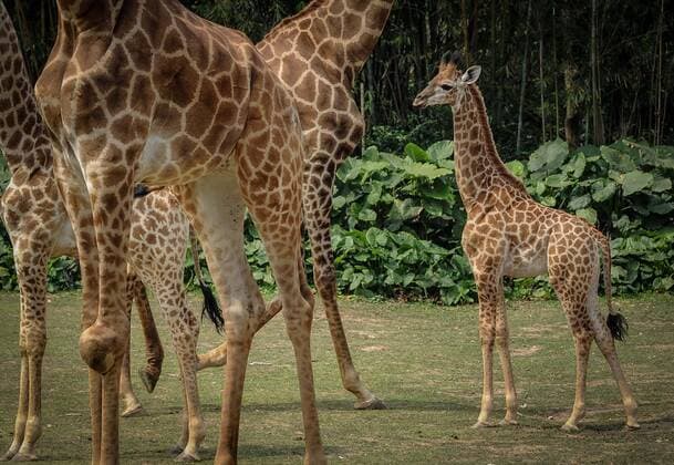 (130306) -- GUANGZHOU, March 6, 2013 (Xinhua) -- A newborn giraffe (R) with a height of 1.8 meters is seen at the Chimelong Safari Park in Guangzhou, capital of south China s Guangdong Province, March 6, 2013. The park has witnessed a reproductive peak since the beginning of the lunar new year with a lot of newborn animals of dozens of species added to the zoo. (Xinhua Liu Dawei) (mp) CHINA-GUANGZHOU-NEWBORN ANIMALS (CN) 