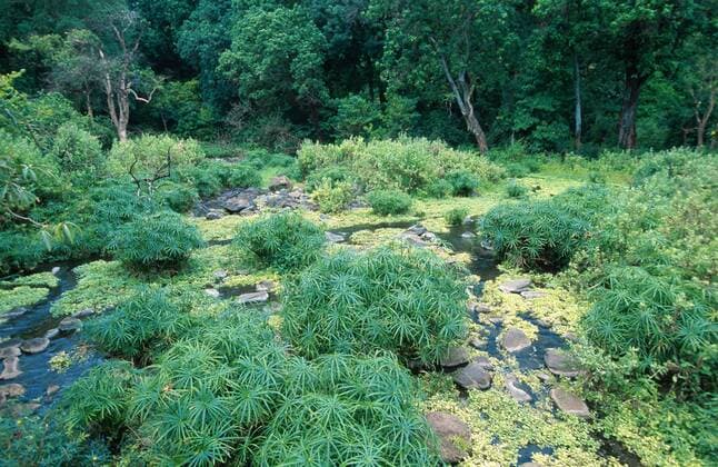 Zyperngras (Cyperus spec.), Manyara See, Tansania galingale (Cyperus spec.), Lake Manyara, Tanzania BLW037976