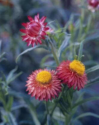 Garten-Strohblume, Gartenstrohblume (Helichrysum bracteatum, Xerochrysum bracteatum), bluehend Golden everlasting, Strawflower (Helichrysum bracteatum, Xerochrysum bracteatum), blooming BLWS328277