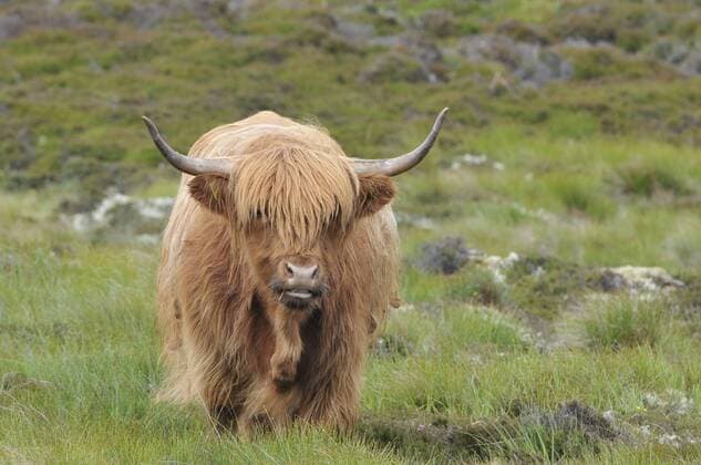 Schottisches Hochlandrind, Highland Cattle oder Kyloe iblkkp03014700.jpg