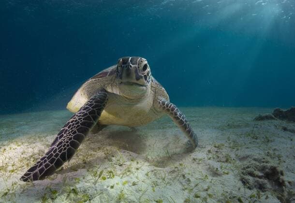Suppenschildkröte (Chelonia mydas), Balnek, Busuanga, Philippinen, Asien iblmmx02454451.jpg