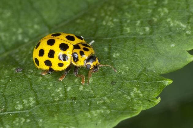 Zweiundzwanzigpunkt-Marienkaefer, Zweiundzwanzigpunktmarienkaefer (Thea vigintiduopunctata, Psyllobora vigintiduopunctata, Thea 22-punctata), sitzt auf einem Blatt, Deutschland Twentytwo-spot ladybird beetle (Thea vigintiduopunctata, Psyllobora vigintiduopunctata, Thea 22-punctata), sitting on a leaf, Germany BLWS329252