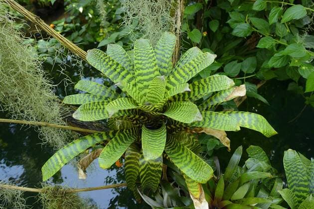 IMAGO Nature: Unsere Erde, Pflanzen, Gestreifte Pflanzen Flammendes Schwert (Vriesea splendens), Blattrosette Vriesea (Vriesea splendens), leaf rosette BLWS329380