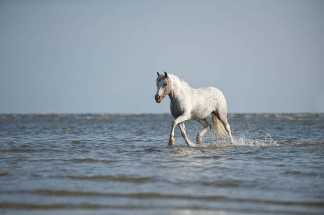 Pony trabt durchs Wasser, Sankt Peter-Ording, Schleswig-Holstein, Deutschland, Europa iblapg02439762.jpg