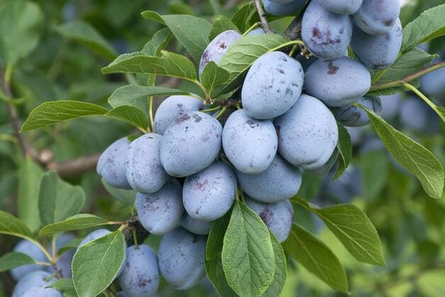 Hauszwetschge (Prunus domestica Bühler Frühzwetschge ) - McPHRM