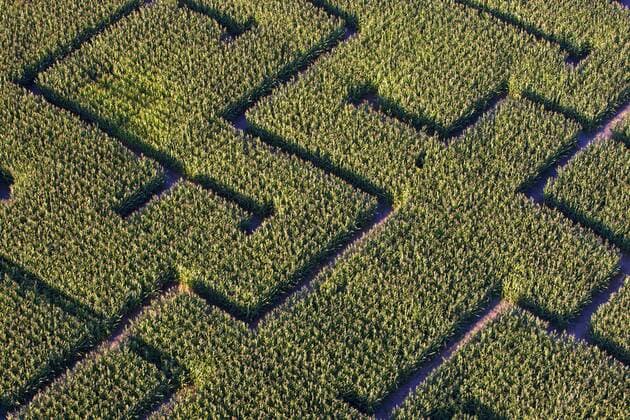 Mais (Zea mays), Aufsicht auf ein Maislabyrinth, Belgien Indian corn, maize (Zea mays), aerial view on a maize labyrinth, Belgium BLWS329307
