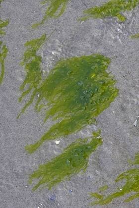 IMAGO Nature: Unsere Erde, Pflanzen: Bedrohte Planzenarten in Deutschland Darmtang, Flacher Darmtang, Gewoehnlicher Darmtang (Enteromorpha cf. compressa, Enteromorpha cf. intestinales, Ulva cf. compressa, Ulva cf. intestinalis, Enteromorpha cf. complanata), am Spuelsaum der Nordsee, Deutschland Green macroalgae, Seaweed, gutweed, gut-weed, gut weed, grass-kelp (Enteromorpha cf. compressa, Enteromorpha cf. intestinales, Ulva cf. compressa, Ulva cf. intestinalis, Enteromorpha cf. complanata), at the North sea, Germany BLWS318302