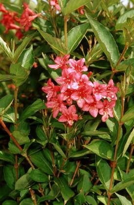 Liebliche Weigelie, Weigelie, Rosenrote Weigelie (Weigela Eva Rathke , Weigela Eva Rathke), Sorte Weigela Eva Rathke, bluehender Zweig old-fashioned weigela (Weigela Eva Rathke , Weigela Eva Rathke), cultivar Weigela Eva Rathke, blooming branch BLW051359