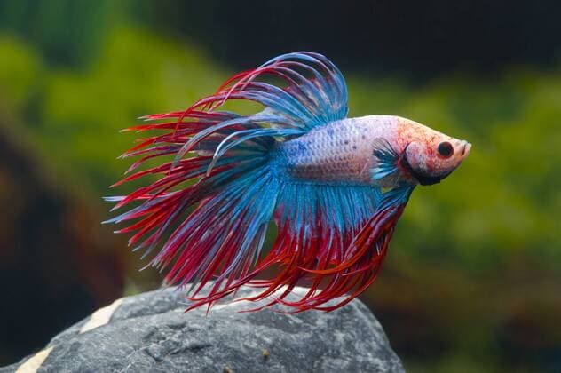 Siamesischer Kampffisch (Betta splendens Crown Tail Multicolor), Crown Tail Multicolor Siamese fighting fish, Siamese fighter (Betta splendens Crown Tail Multicolor), Crown Tail Multicolor BLWS329779