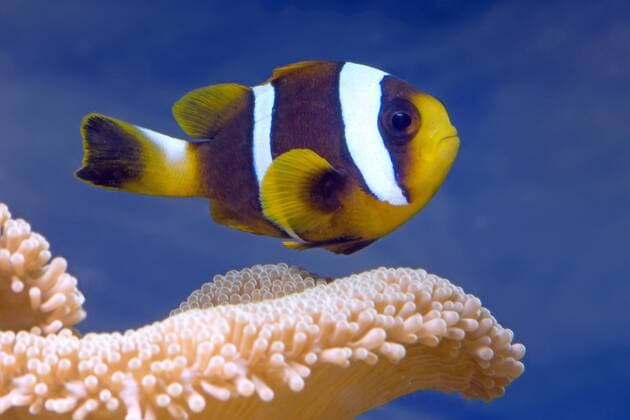 Mauritius-Anemonenfisch, Mauritiusanemonenfisch (Amphiprion chrysogaster), schwimmt ueber Koralle Mauritian anemonefish (Amphiprion chrysogaster), swimming above coral BLWS330186
