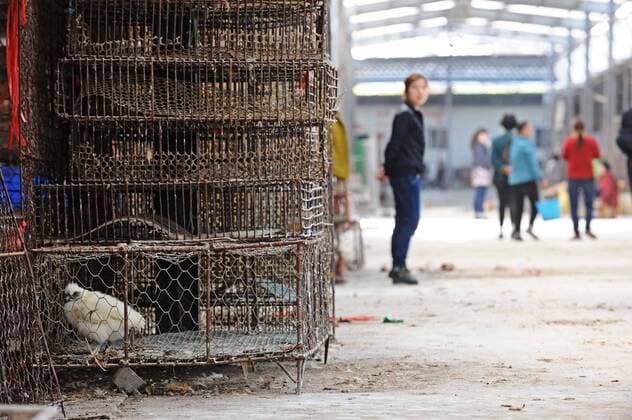 WUHAN, CHINA - APRIL 07: (CHINA OUT) Empty cages are seen at Jintan poultry wholesale market after the market was closed on April 7, 2013 in Wuhan, Hubei Province of China. China has confirmed 21 H7N9 bird flu cases, including six deaths. And many poultry wholesale markets have been closed in central and eastern China.  CFP438552252