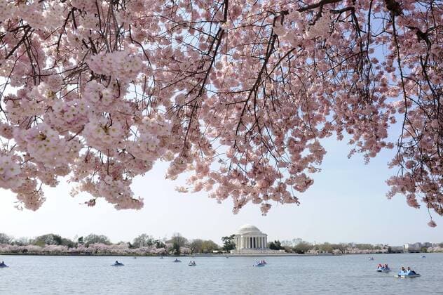 Cherry blossoms are in full flower with the Jefferson Memorial in the background, at the Tidal Basin, April 9, 2013, in Washington, DC, an annual event that brings thousands of viewers to the area.  WAP20130409503