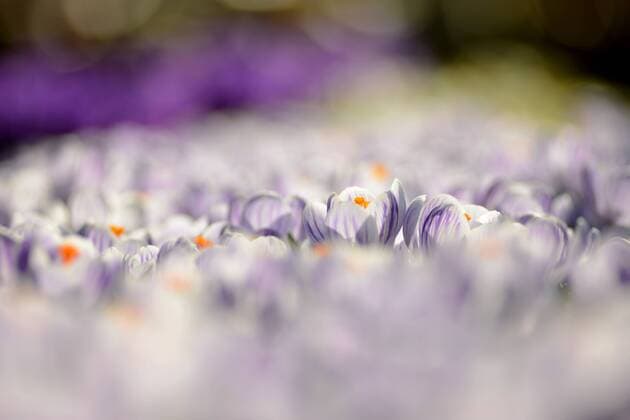 Krokusse im Beet