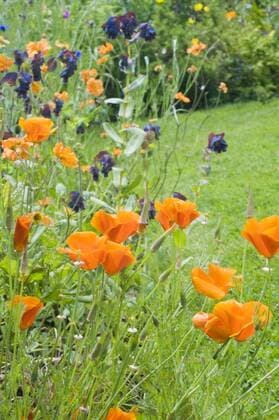 Kalifornische Mohn, Goldmohn (Eschscholzia californica) und Cerinthe major, Wachsblume