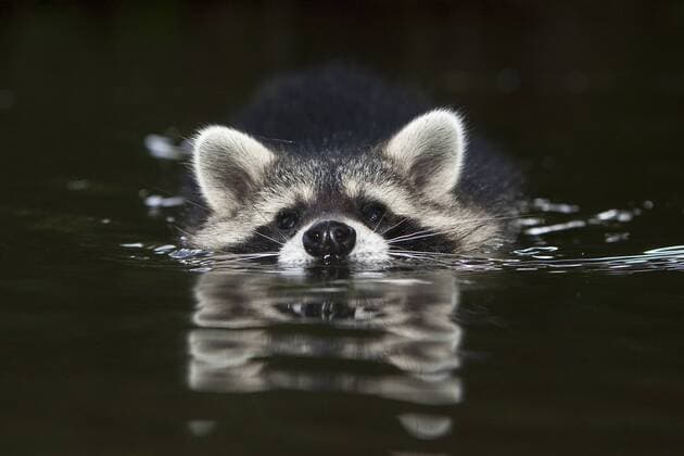 Waschbaer (Procyon lotor), 5 Monate altes Maennchen schwimmt im Bach, Deutschland common raccoon (Procyon lotor), 5 months old male swimming in a creek, Germany BLWS332146