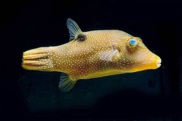 Augenfleck-Spitzkopf-Kugelfisch, Augenfleck-Spitzkopfkugelfisch, Augenfleckspitzkopfkugelfisch (Canthigaster solandri), schwimmend Spotted sharpnose (Canthigaster solandri), swimming BLWS331031